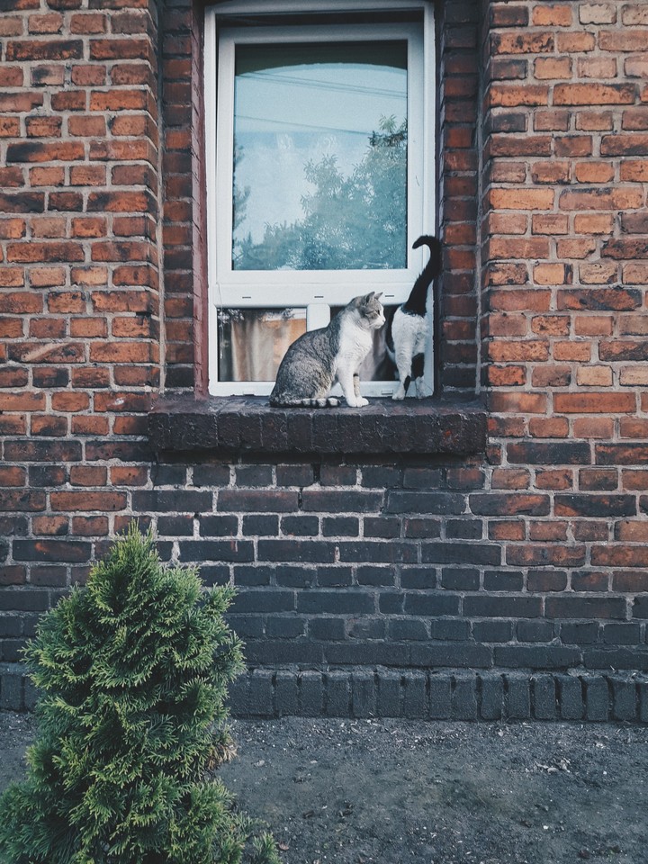 котейки