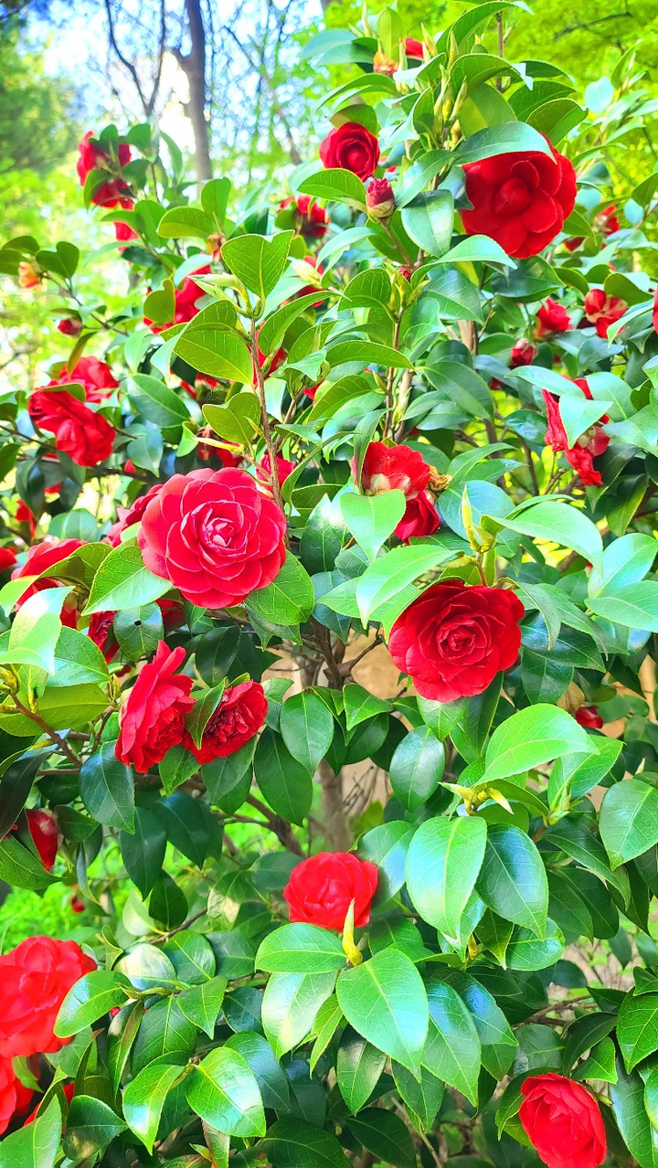동백  camellia