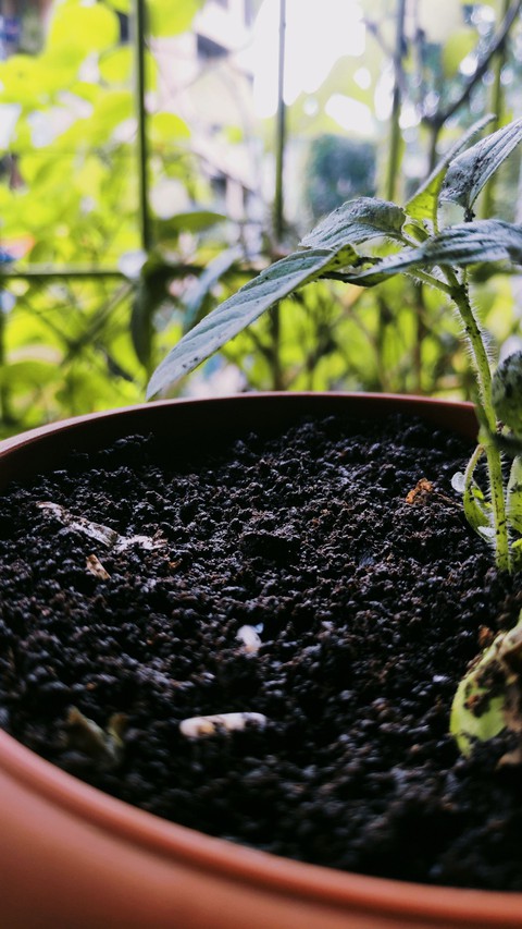 tulsi