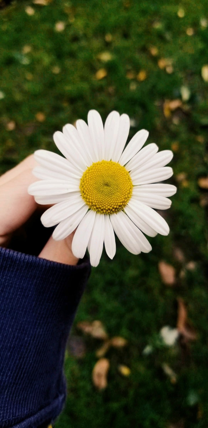 Daisy