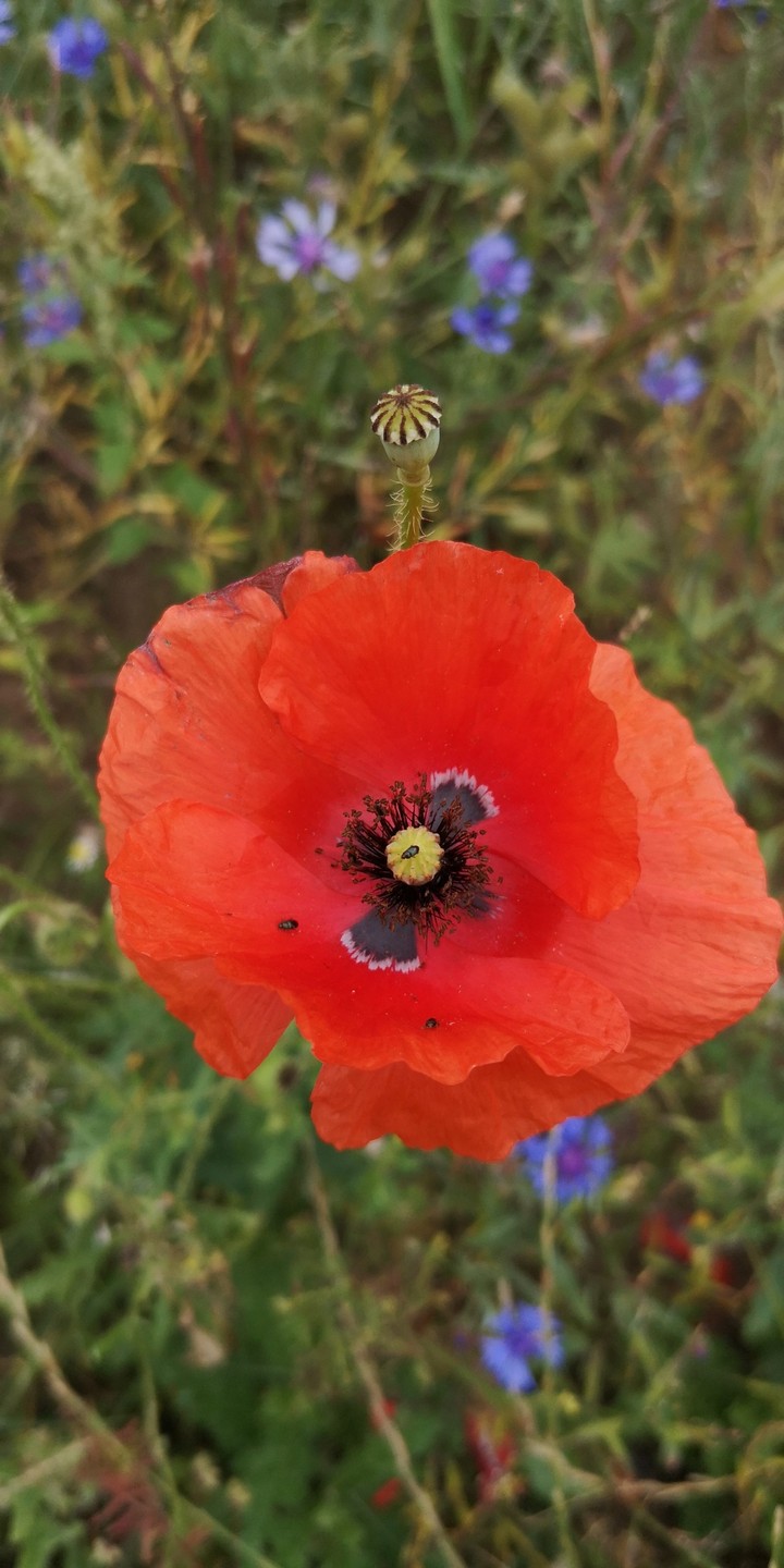 Mohnblüte