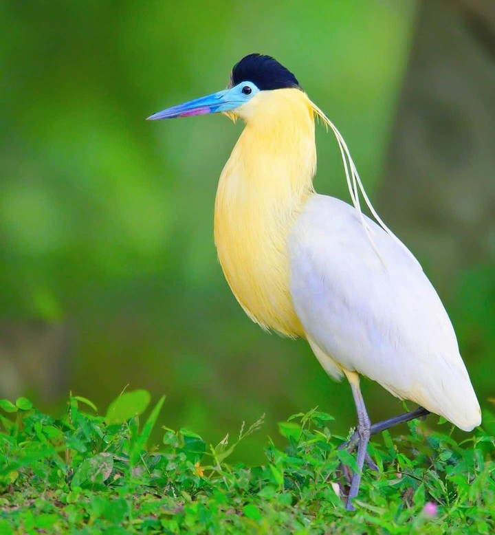 bird