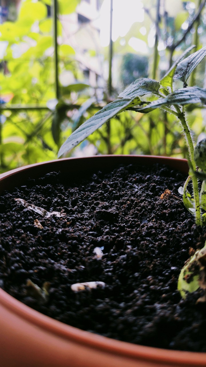 tulsi