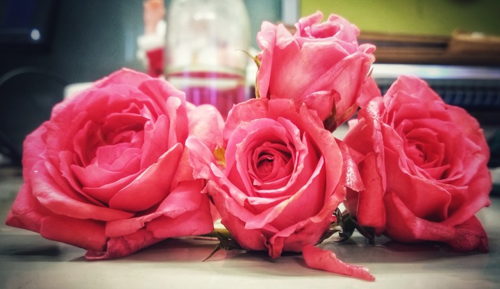 roses