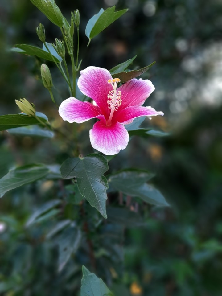 blossom