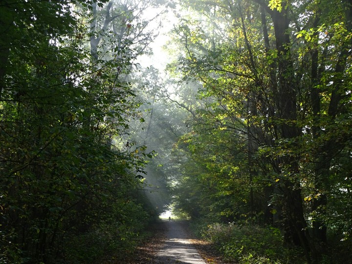 sunlight