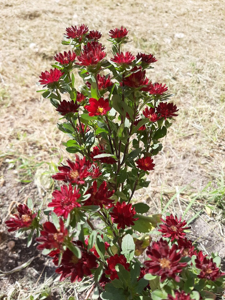 Asters