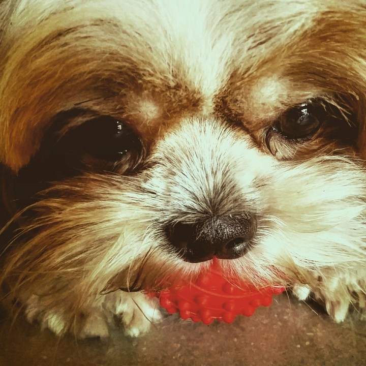 Red ball