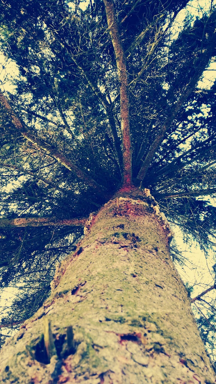 tree