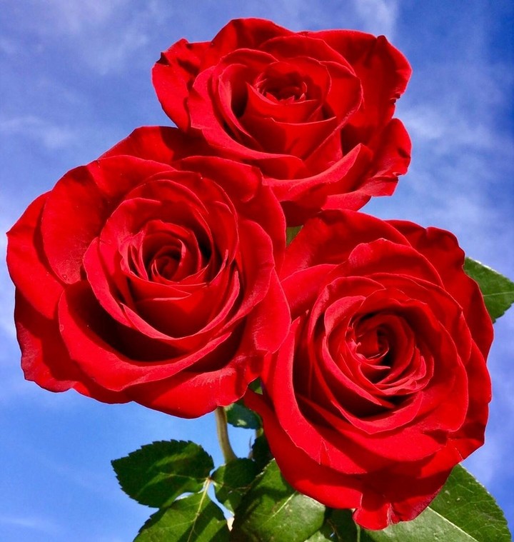 Roses