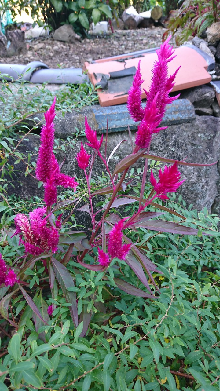 ケイトウの花