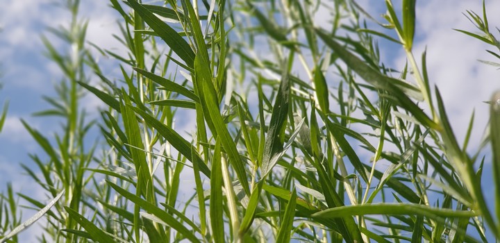 Just grass
