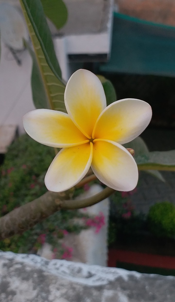 Flower