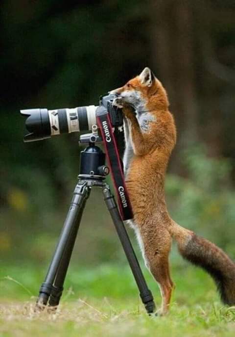 fotógrafo
