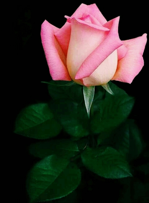 ♥