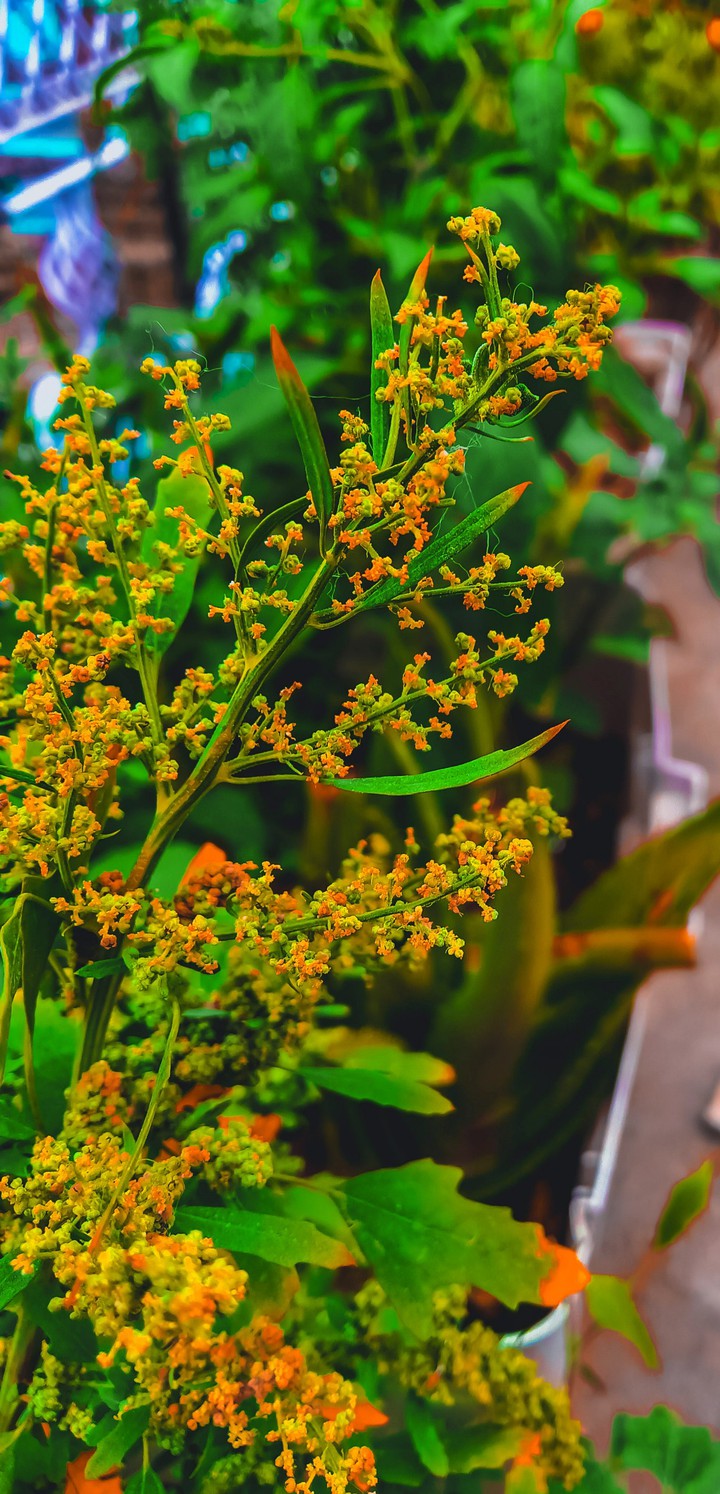 greenery