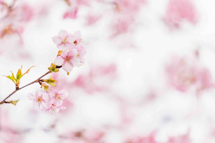 cherry blossom?