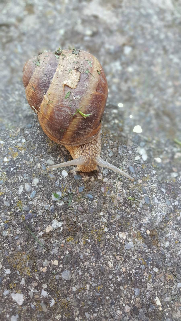 snail