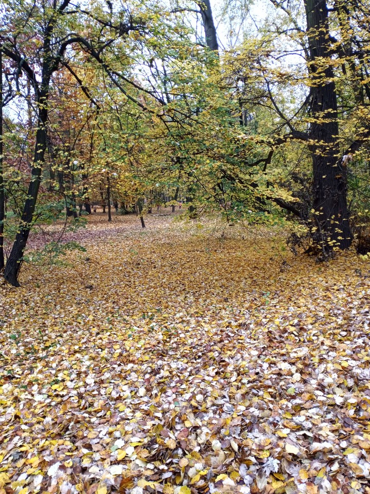 Polish forest