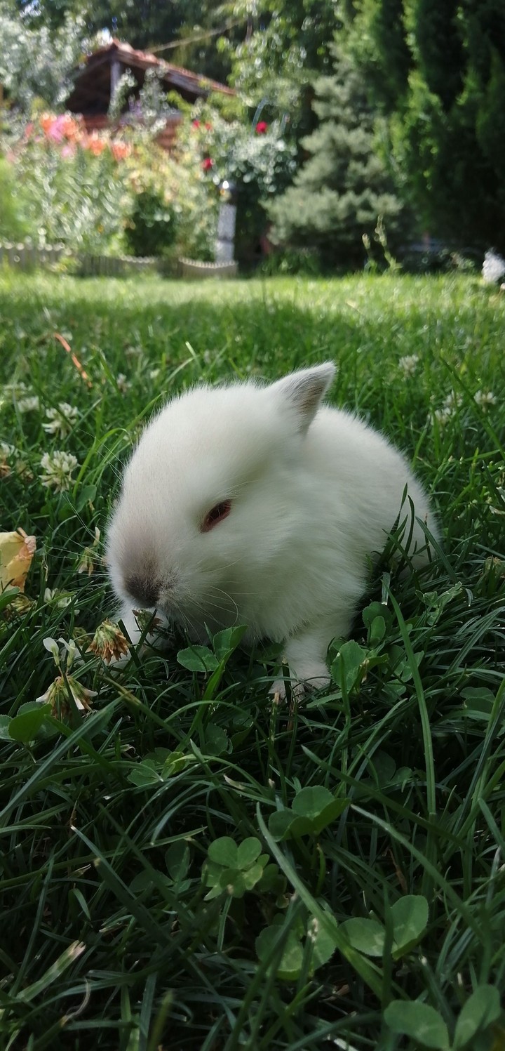 bunny