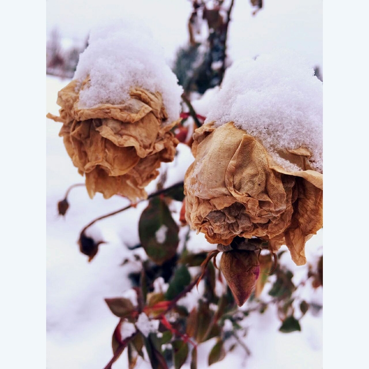 rose
