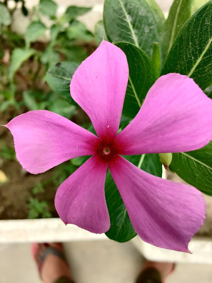 flower