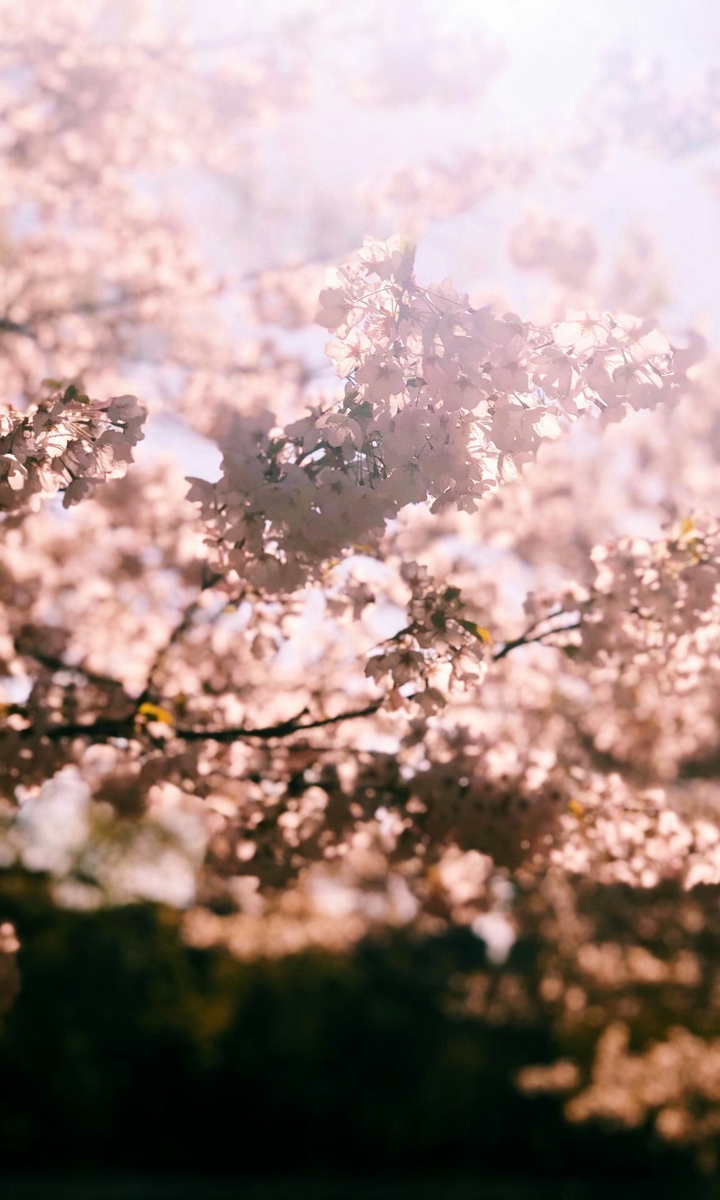 Cherry Blossom  tree