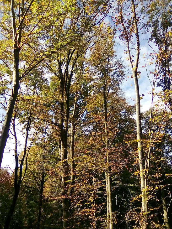 Trees in Sunshine