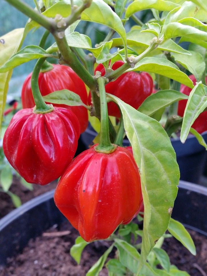 chilli