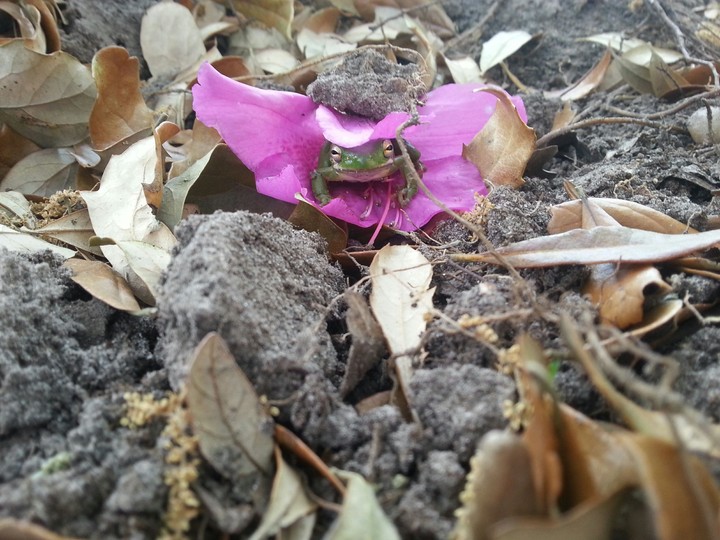 frog in flower
