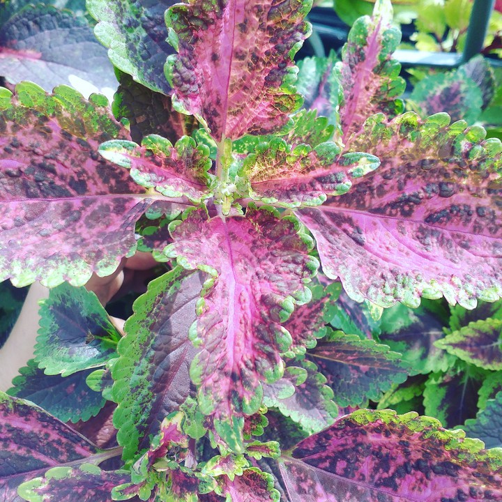 coleus