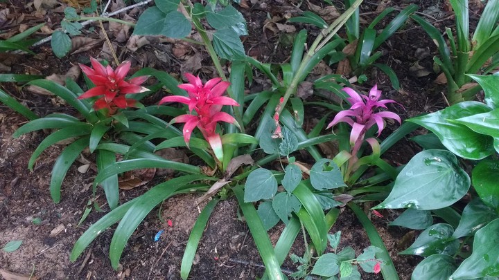 Flowers.