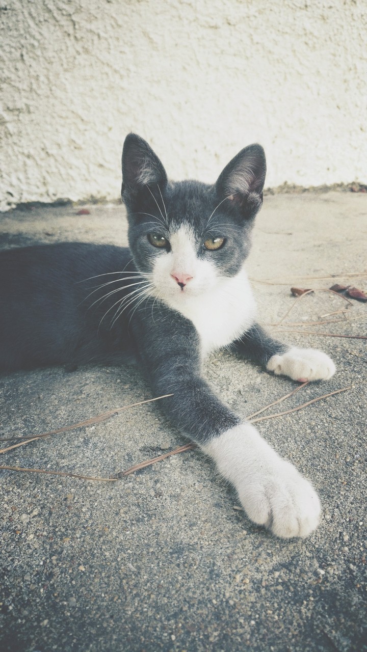 Tobias, the kat