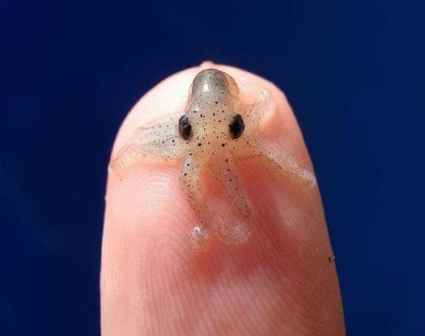 baby octopus