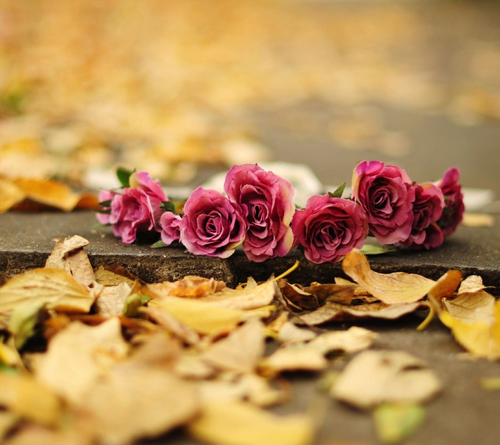 gulab rose flowers