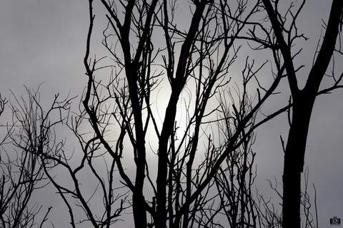 Spooky woods