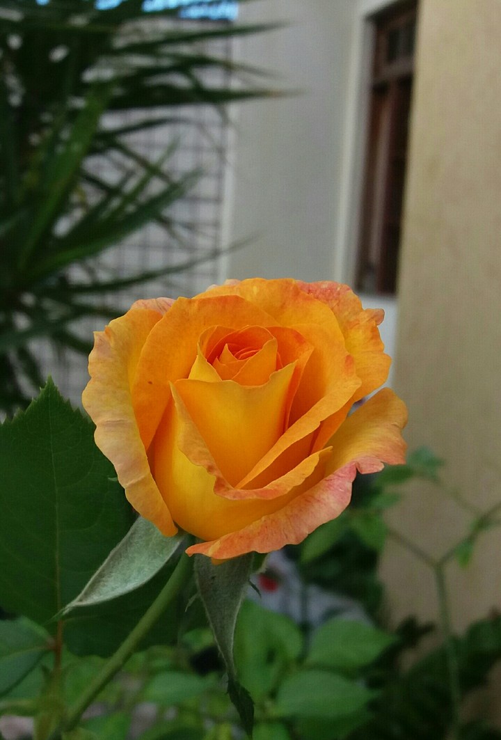 rose