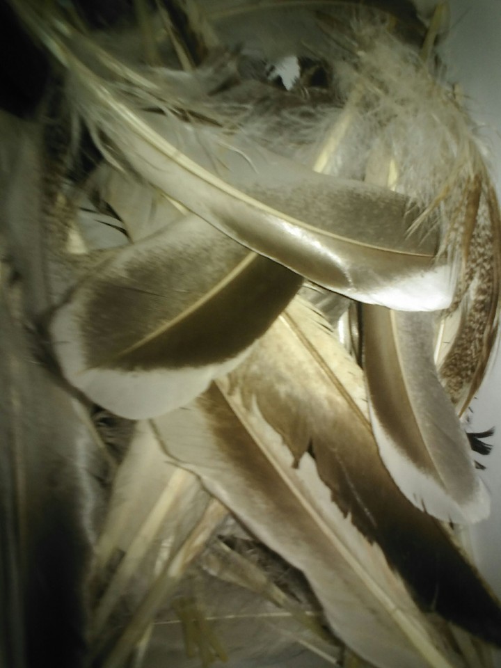 Ducky feathers of duckville