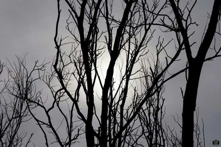 Spooky woods