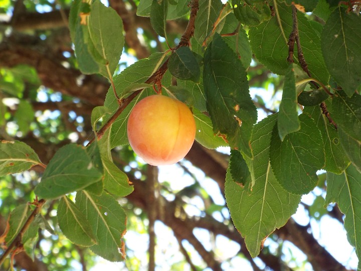 fruit trees