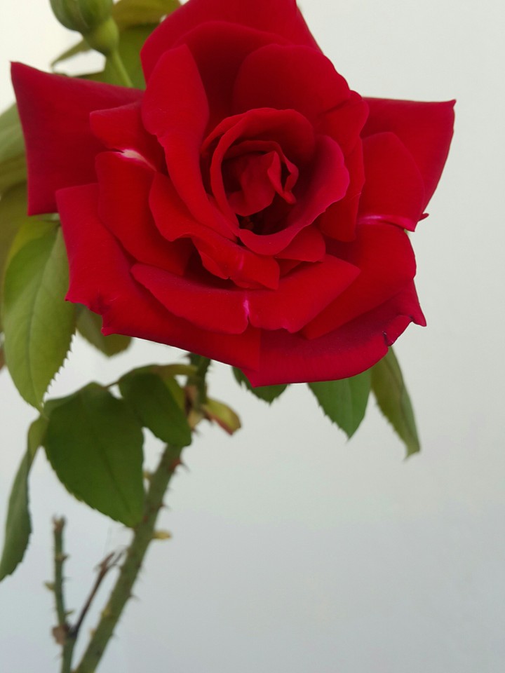 red rose