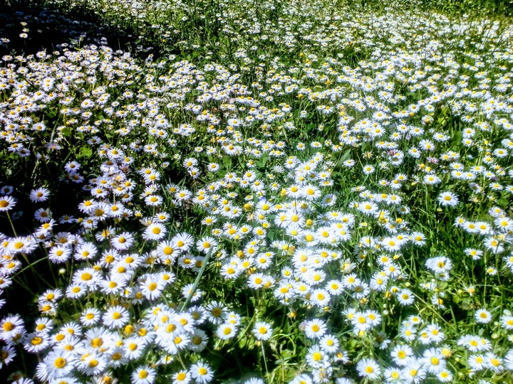 Tratinčice - Daisies - Bellis perennis