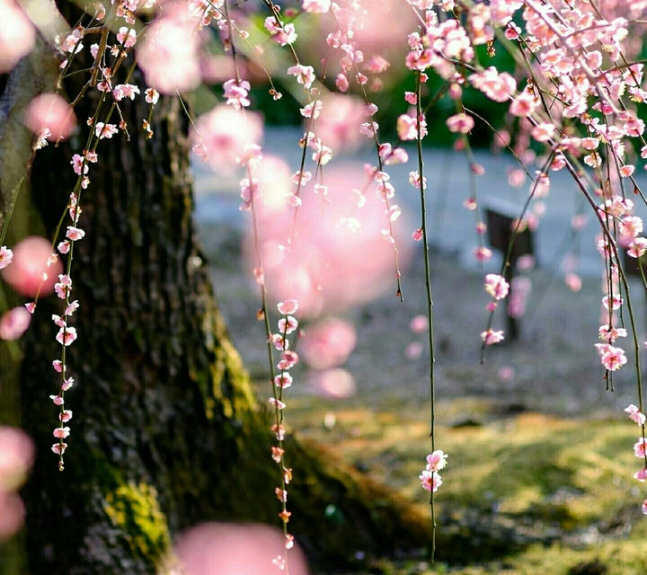 Blossoms