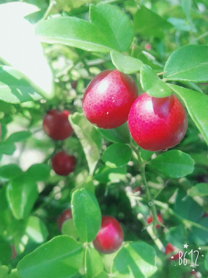 yêu