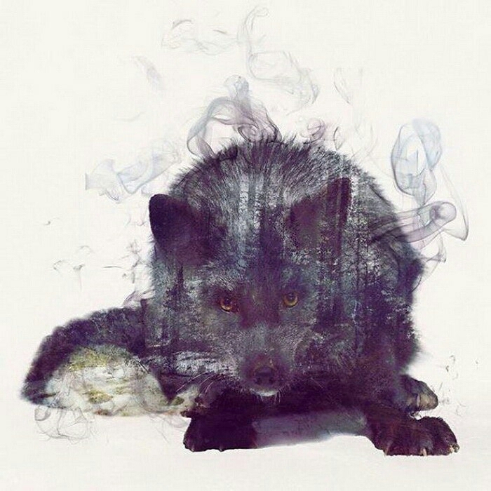 Black fox