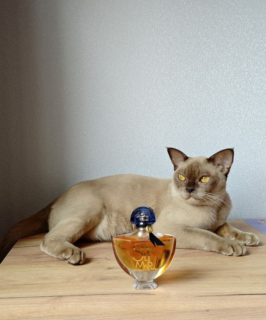 fondos de pantalla liquor, cat
