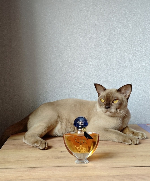 обои liquid, felinae