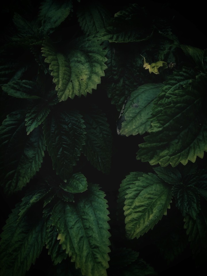 leaves