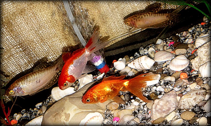 ornamental fish