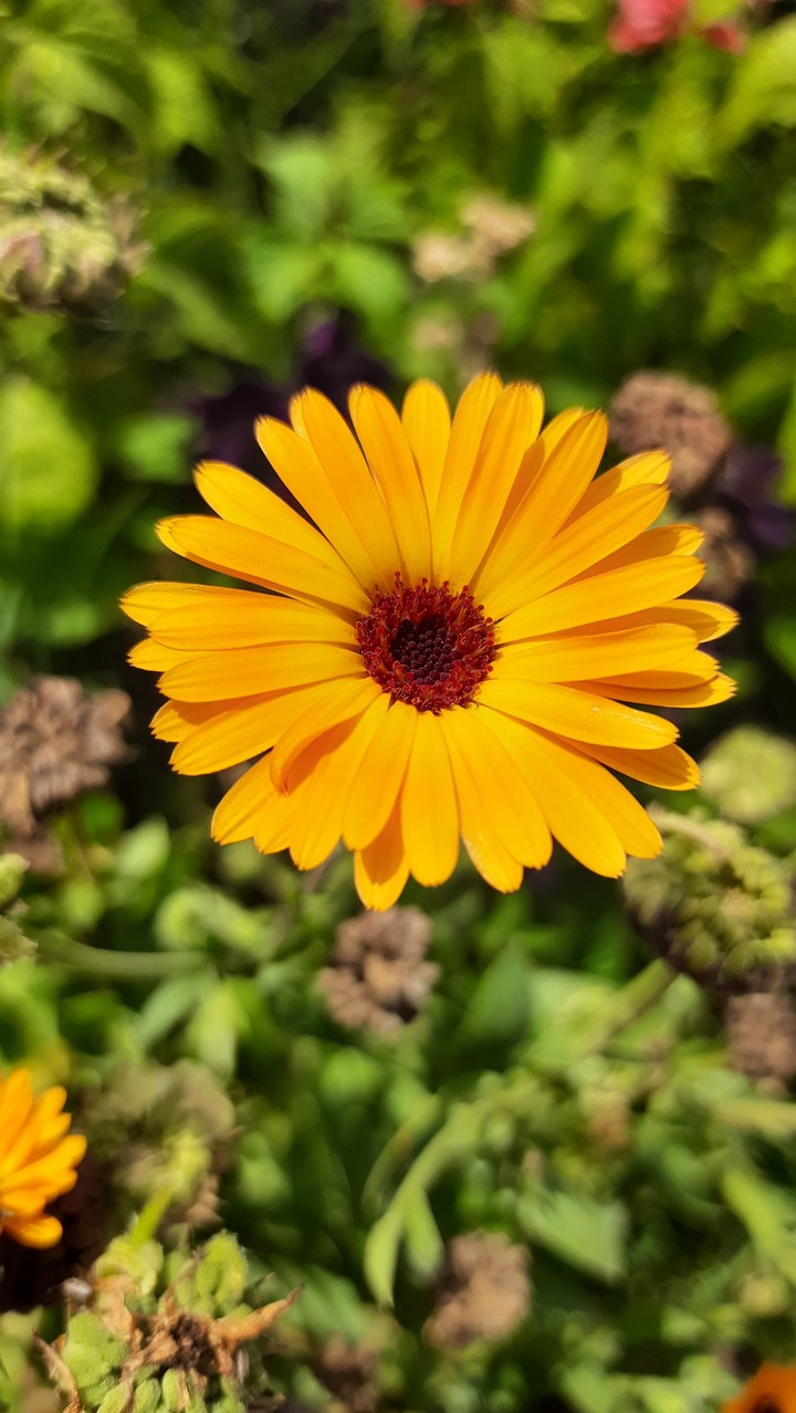 yellow